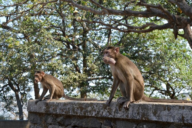 Elephanta Cave & Dharavi Slum Combined Tour - Price and Logistics: Is $125 Good Value for This Combo?