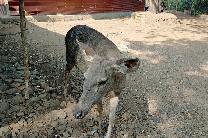 Kanheri Cave with Global Vipassana Pagoda Tour in Private Vehicle - Price and value: why $87 can work if you want guidance