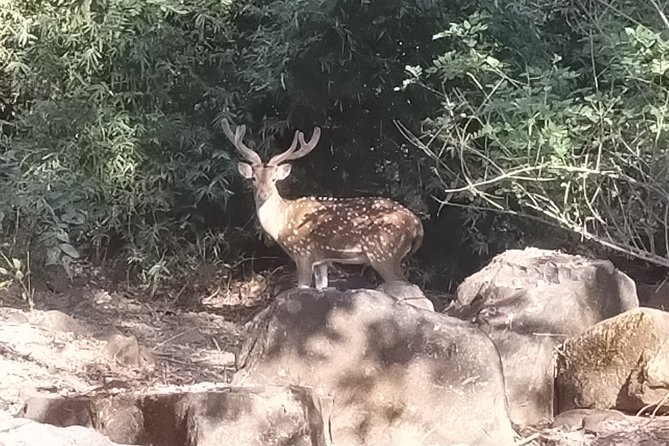 Mumbai Caves Guided Tour - Price and timing: when $40 is value and when it’s not