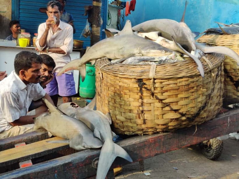 Mumbai Coastal Cooking: From Fishing Net to Flavourful Plate - What you’ll learn (beyond recipes): how Mumbai seafood cooking thinks