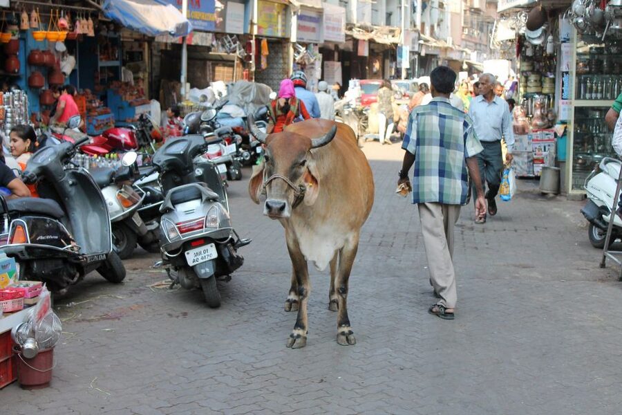 Mumbai Hidden Gems : Early Morning Tour with Expert Guide - FAQ