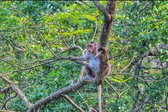 Sanjay Gandhi National Park and Kanheri Caves Day Private Tour - A Few Park Tips That Make the Difference