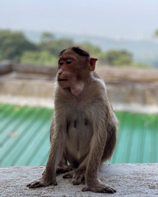 Sanjay Gandhi National Park + Kenheri Caves + Lion Safari - Inside the Park Transport: Air-Conditioned Comfort Meets Local Buses