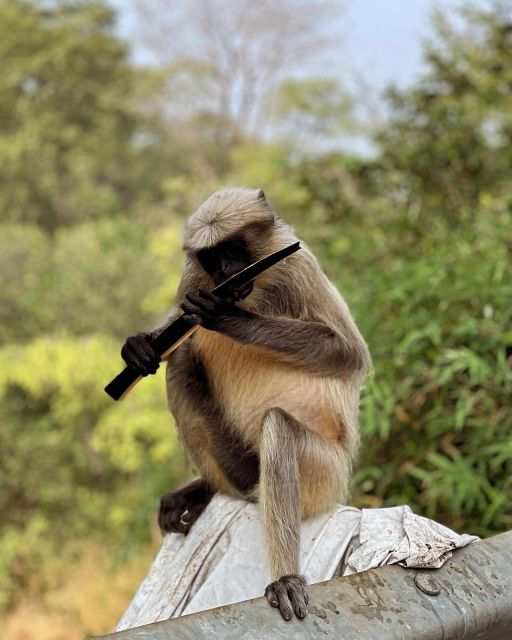 Sanjay Gandhi National Park + Kenheri Caves + Lion Safari - Sanjay Gandhi National Park Highlights: Wildlife Safari and Jain Temple Quiet