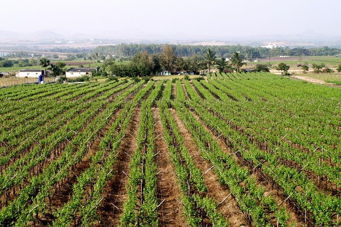 Sula Vineyards Day tour from either Mumbai OR Nashik - The Real Value: Leaving the Driving to Someone Else