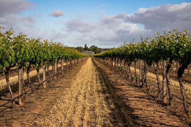 Sula Vineyards Day tour from either Mumbai OR Nashik - Sula Vineyards Visit: What Your Entry Fee Really Gets You